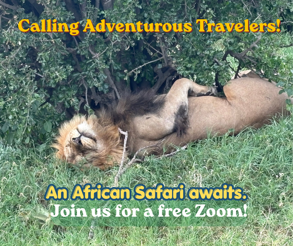 A picture of a liion sleeping on its back in the grass in Africa. The caption reads "Calling adventurous Travelers! An African Safari Awaris. Join us for a free Zoom!"